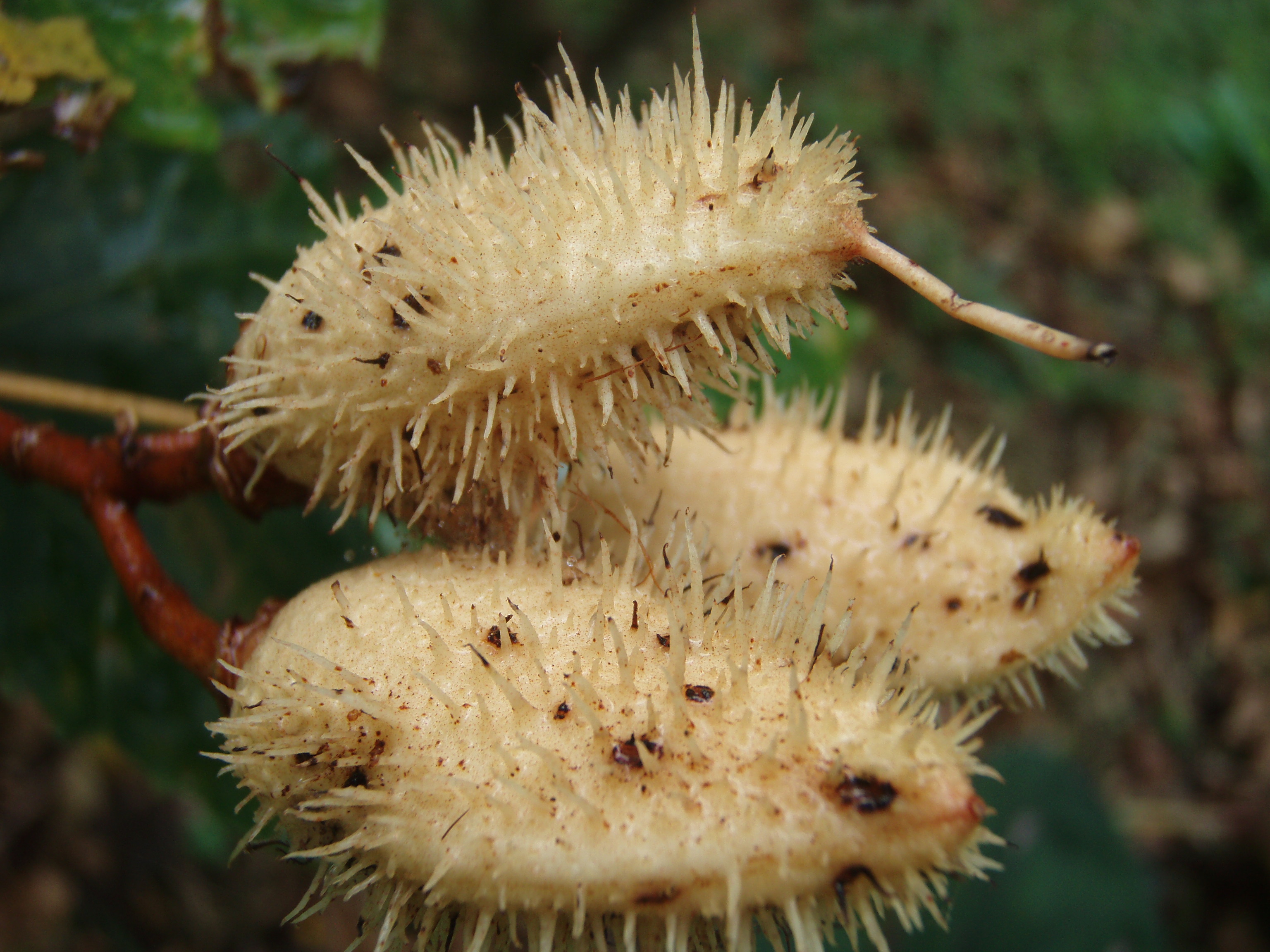 Achiote-2
