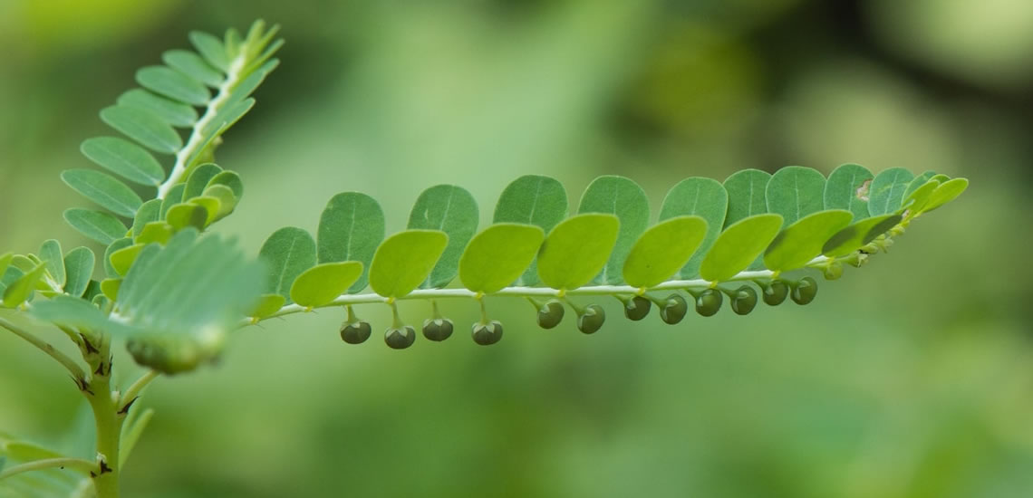 Chanca-Piedra-Phyllanthus-niruri-min