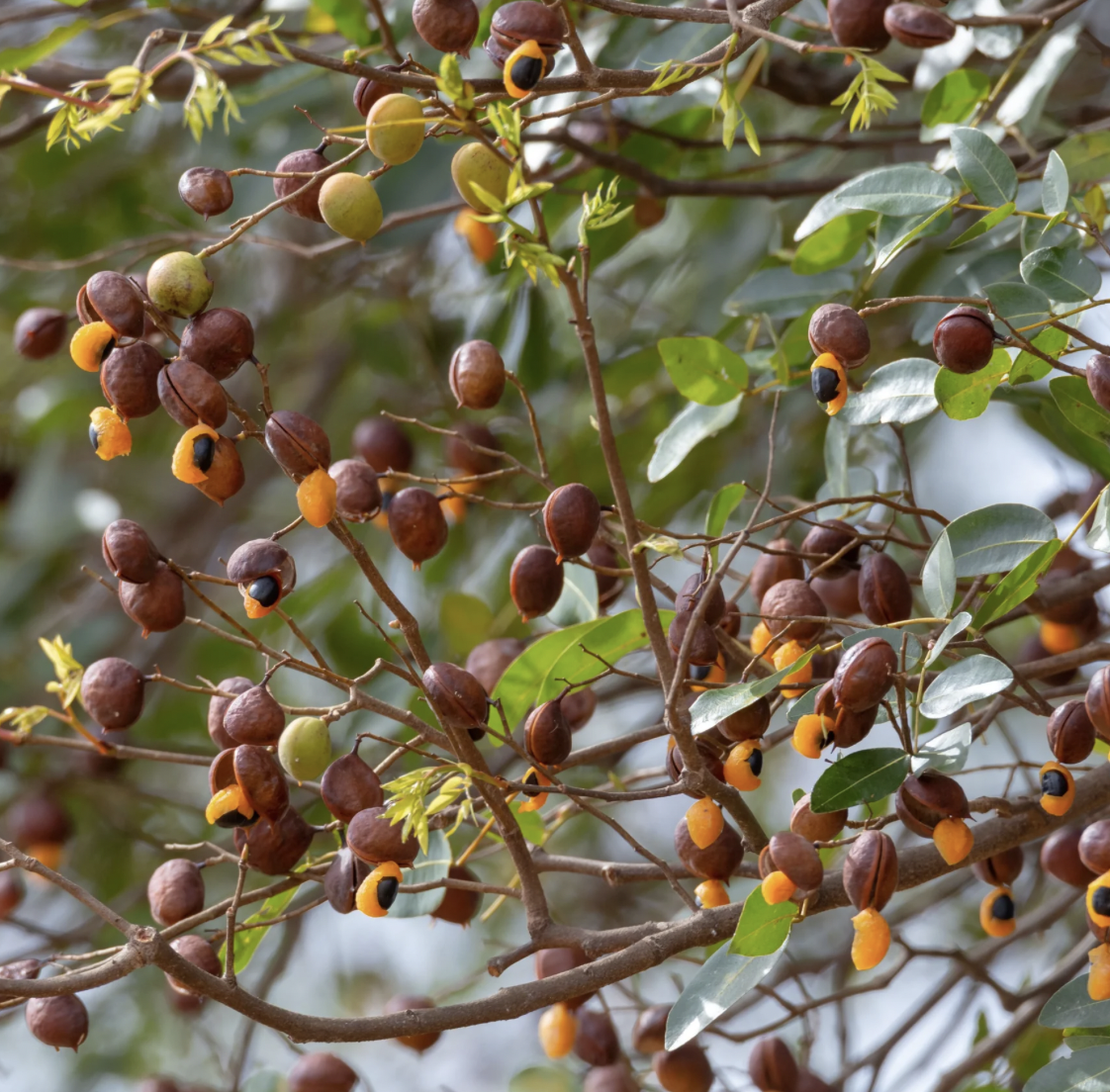 copaiba-min