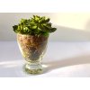 sukulent ve skleničce 16cm 01a
