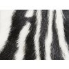 zebra polštář 03