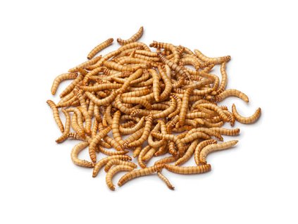 Moučný červ 1000g