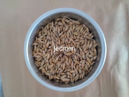 Ječmen
