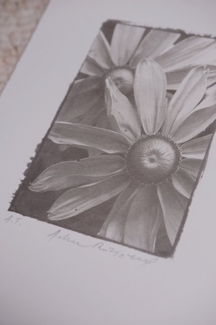 autorský tisk RUDBEKIA