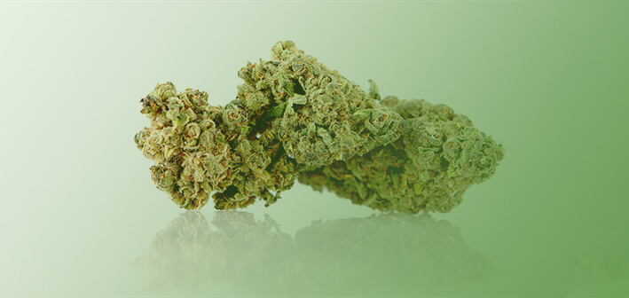 CBD a HHC květ