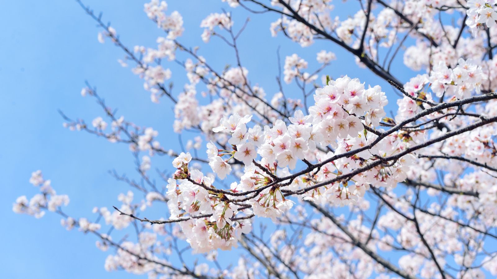 Probuďte svou krásu s jarem