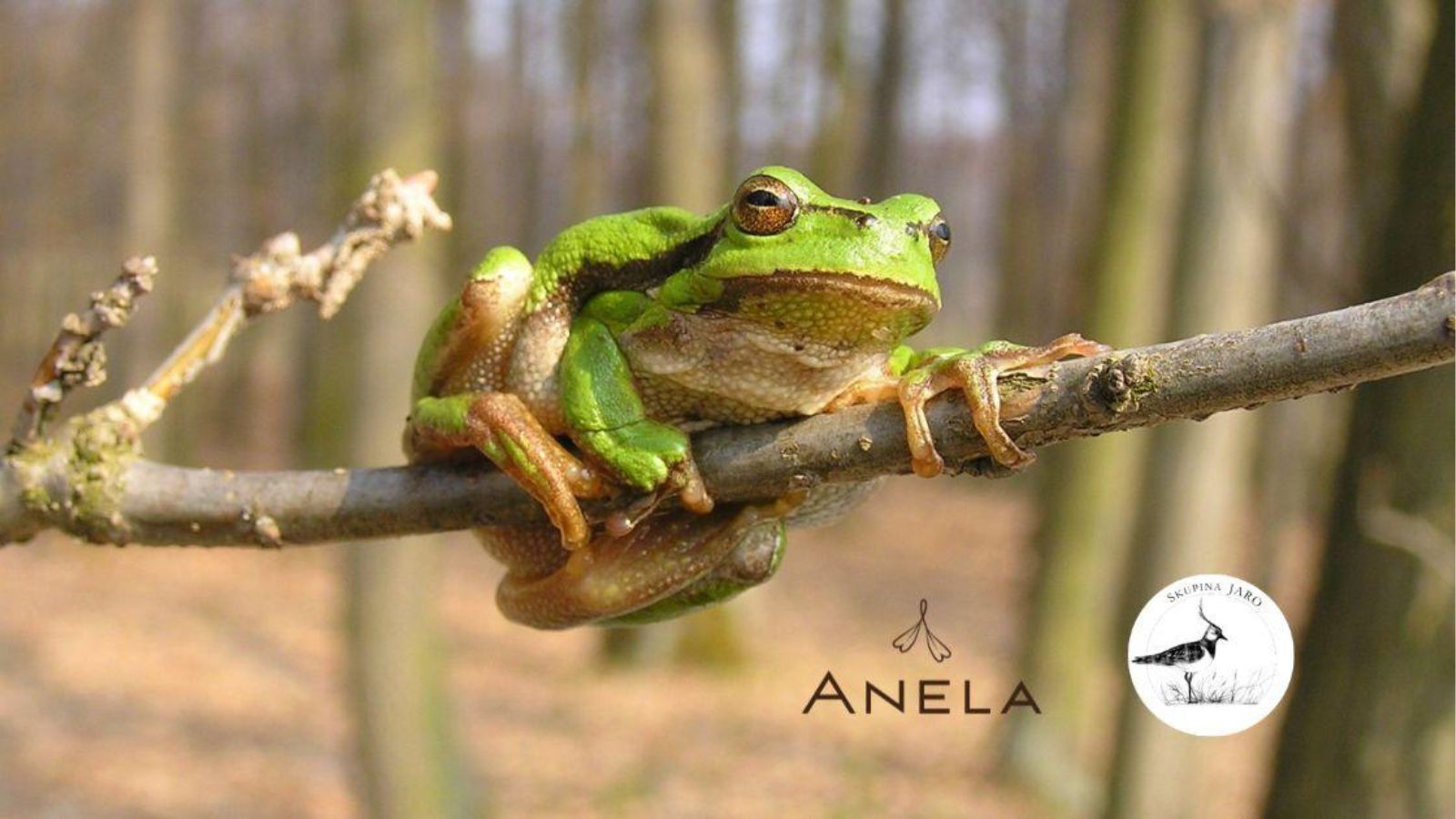 Příroda není jen o barvách ale i o hlasech