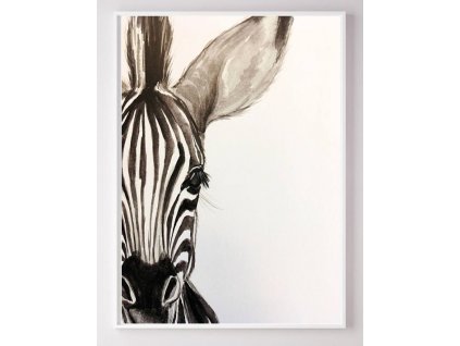 Safari zebra
