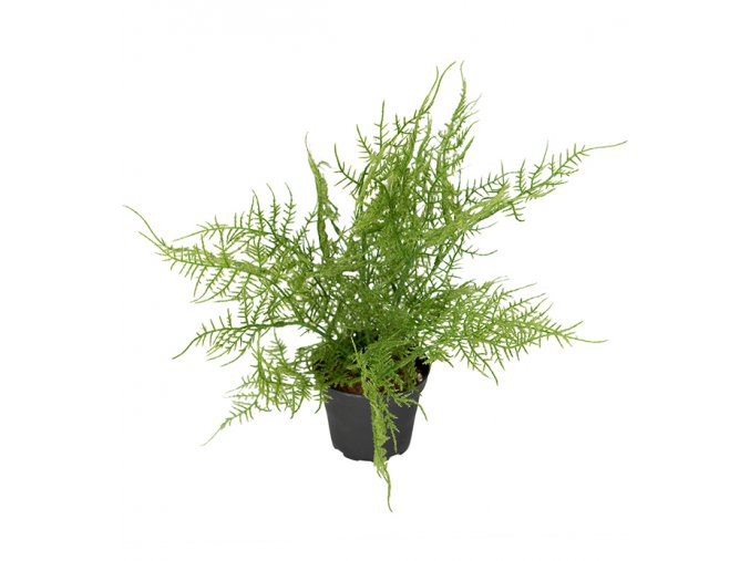 umela-dekorace-asparagus-v-kvetinaci-30cm