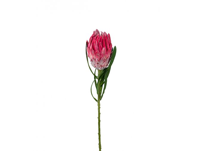 umela-kvetina-protea-tmave-ruzova-60cm