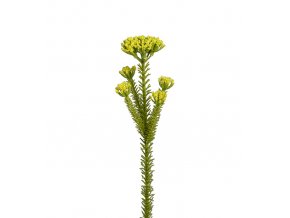 umela-kvetina-limonka-30-cm