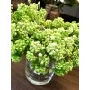 umela-kvetina-sukulent-zelene-bobulky-20cm