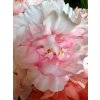 umela-kvetina-pivonka-svetle-ruzova-65cm