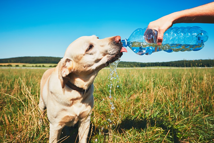 Drinking dog
