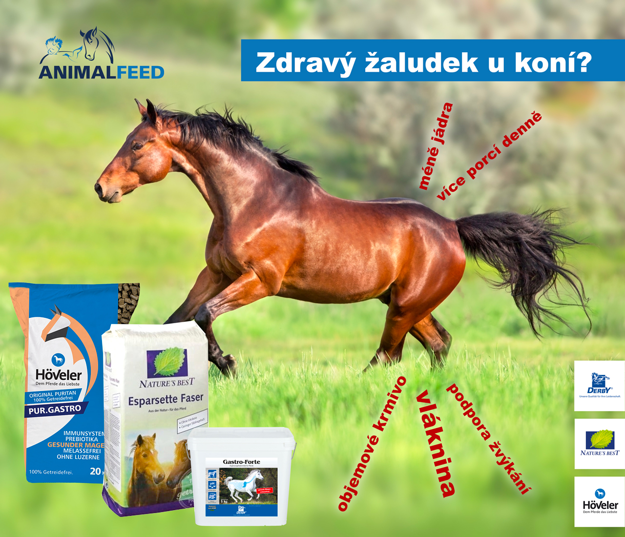 Žaludeční vředy u koně