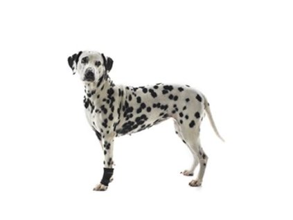 Bandáž Rehab karpální pro psa KRUUSE M