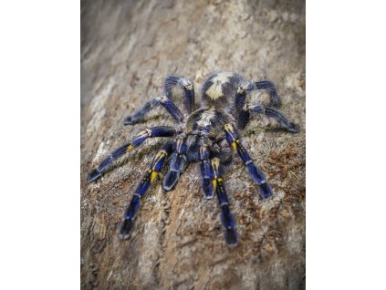 Poecilotheria metallica SAMICE+SAMEC (5cm v těle)