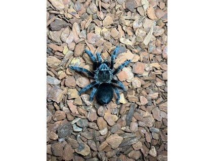 Tliltocatl schroederi 2cm (v těle). Neurčené