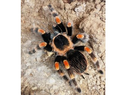 Brachypelma hamorii 2,5cm (v těle). Neurčené