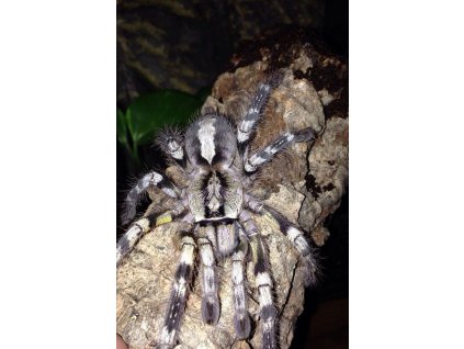 Poecilotheria fasciata 4cm(v těle)