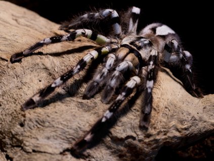 Poecilotheria regalis 5cm (v těle) Samec/Samice