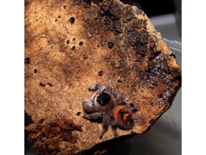 Phidippus Regius - Everglades