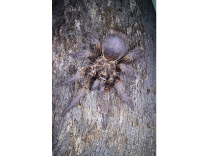 Phormictopus auratus