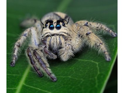 Hyllus diardi samec+samice L6