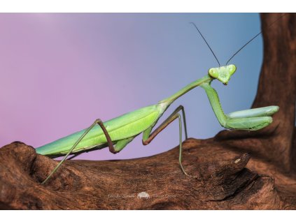 Hierodula membranacea 1.1 (samice+samec)L6