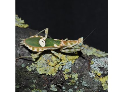 Creobroter sp. Yunnan 1.1(samice+samec)L6