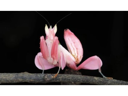 Hymenopus coronatus L4