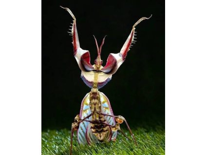 Idolomantis diabolica L3