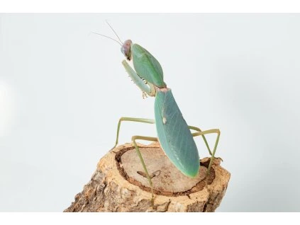 Rhombodera stalii L3/L4