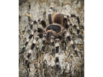 Acanthoscurria geniculata samice (v těle 3,5 cm )