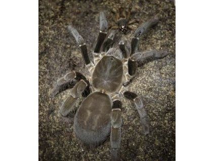 Hysterocrates gigas Neurčené (3cm v těle)