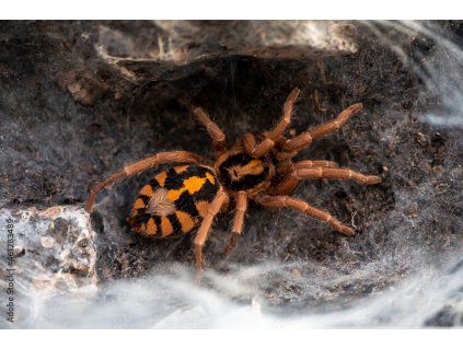 Hapalopus formosus (3cm v těle) Neurčené