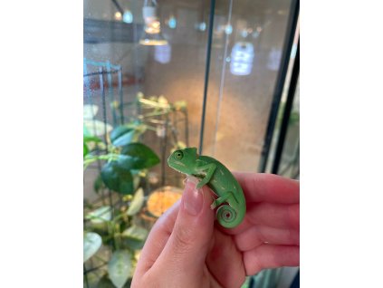 Chameleon jemenský (Chameleo calyptratus)