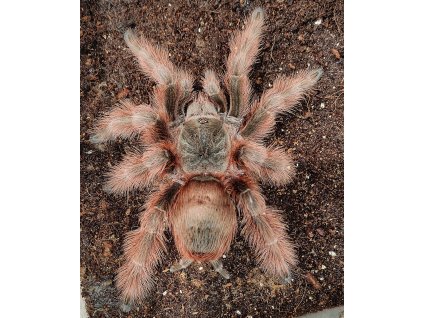 Nhandu tripepii 2- 3 cm (v těle)