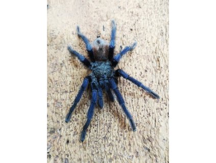 Lasiocyano sazimai  2-3 cm (v těle)