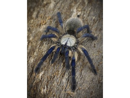 Monocentropus balfouri L3/L4 (v těle)
