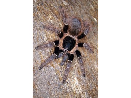 Nhandu carapoensis L6/L7