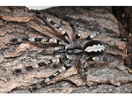 Poecilotheria Vittata 3cm v těle