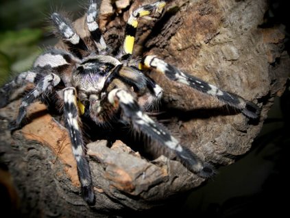 Poecilotheria striata 4cm v těle