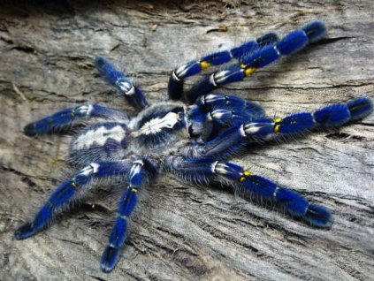 Poecilotheria metallica 4cm v těle SAMEC