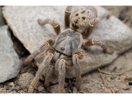 Pterinochilus lugardi L5-L6