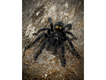 Psalmopoeus irminia L3