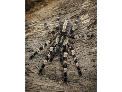Poecilotheria tigrinawesseli 4cm v těle SAMICE