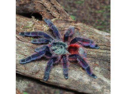 Caribena versicolor L3/L4