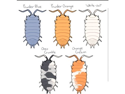 Isopodi (Porcellionides pruinosus)