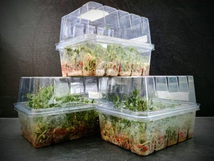 Mšice (Aphids)